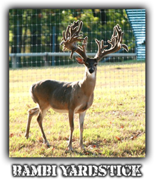 BAMBI YARDSTICK
